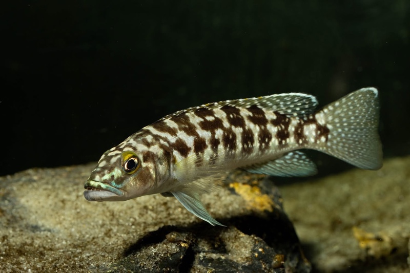 Lepidiolamprologus kamambae 'Kerenge Island'